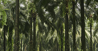 Oil palm trees plantation
