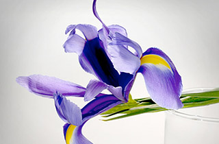Still life of a violet iris placed on a glass, visual illustrating the “Innovate sustainably” pillar of the program "Sharing Beauty With All".